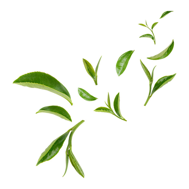 Πράσινα επιπλέοντα φύλλα απομονωμένα σε λευκό φόντο - Φωτογραφία, εικόνα