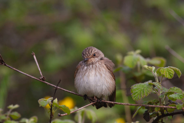 little bird among dry branches, Spotted Flycatcher, Muscicapa striata - Valokuva, kuva