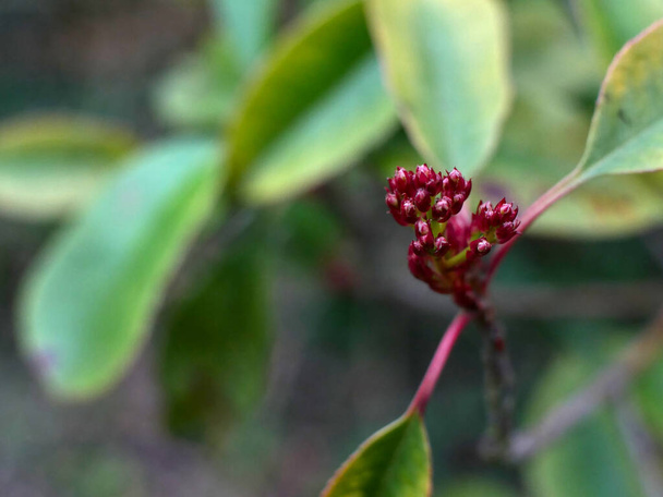 Close up of a photinia flower bud with blurry background. - Photo, Image
