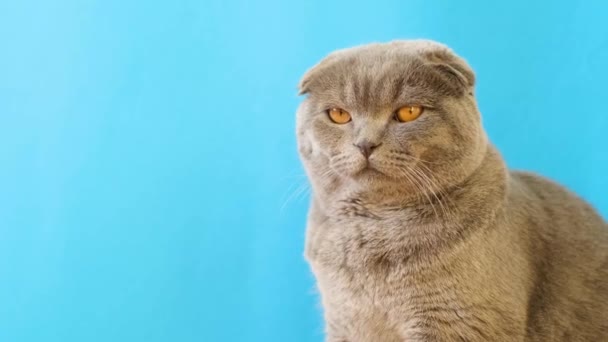 Un lindo gato Fold escocés se sienta sobre un fondo azul. La piel de los gatos es gris y tiene orejas plegadas características. Sus ojos son de color amarillo brillante, y su expresión es tranquila y contenta. - Metraje, vídeo