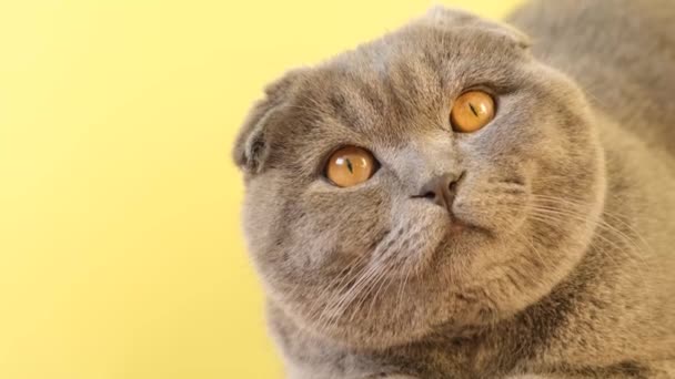 Portrait of a Scottish tabby cat sitting on a yellow background. A gray cat with yellow eyes is looking at the camera. - Filmati, video