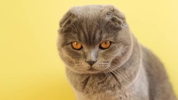 Scottish tabby cat sits on a yellow background. A gray cat with yellow eyes is looking at the camera. - Filmati, video