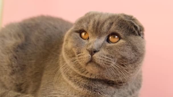A young Scottish tabby gray cat with big yellow eyes sits on a pink background. A gray cat looks straight into the camera. - Filmati, video