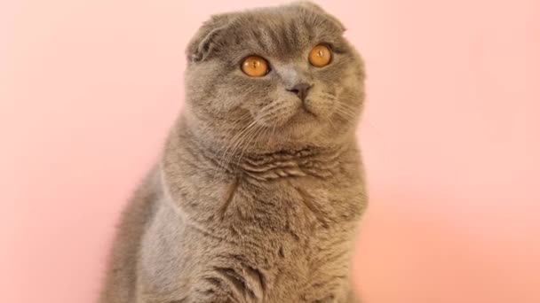A cat with a smart look on a pink background. Beautiful yellow eyes of a Scottish tabby cat. Slow motion - Filmati, video