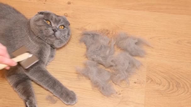 Una persona está peinando manualmente a un gato Fold escocés con un cepillo, rascando la piel con un peine de madera y dando un masaje relajante. Cuidado y limpieza del abrigo para gatos. - Metraje, vídeo