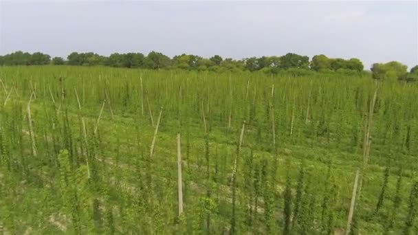 Slow Flights over green  field  of hop. Agricultural landscape. Aerial - Footage, Video
