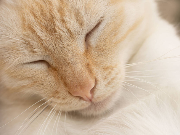 милий білий кіт з дулом імбиру спить. крупним планом портрет сплячого красивого кота з вклоненою головою
 - Фото, зображення