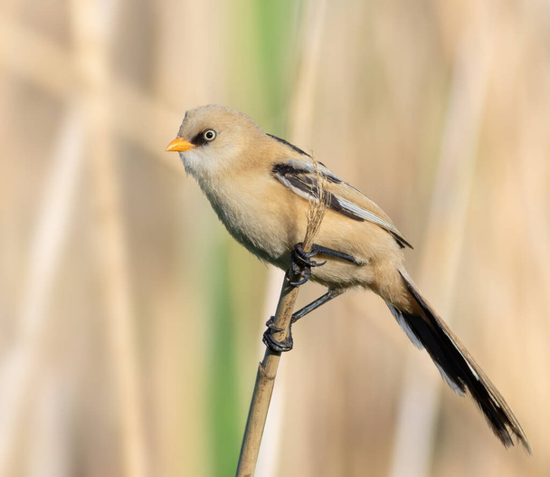 Bearded reedling, Panurus biarmicus. A young bird sits on a broken reed stalk on the riverbank - Zdjęcie, obraz