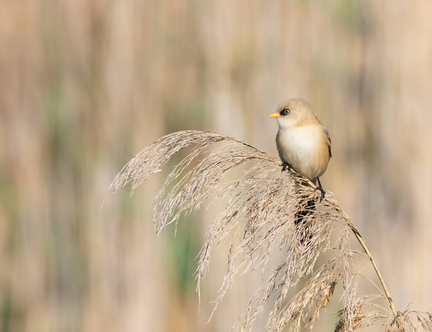 Bearded reedling, Panurus biarmicus. A young male sits on top of a reed - Fotografie, Obrázek