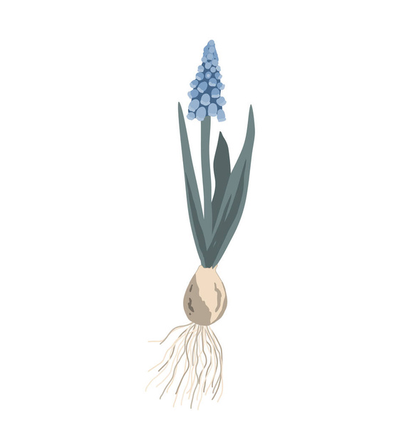 Grape hyacinth with onion, roots, leaves and blossom. Muscari plant isolated on white background. Vector illustration - Vector, Image
