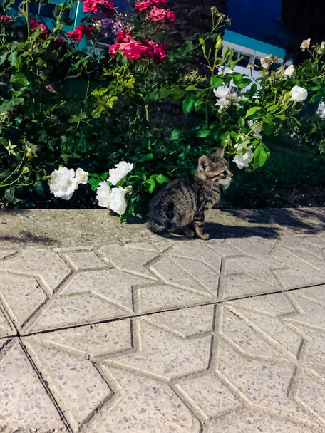 Очаровательный котенок в самом сердце цветущего сада - Фото, изображение