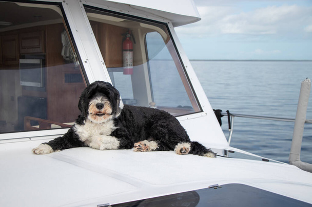 Teknenin pruvasındaki köpek - Fotoğraf, Görsel