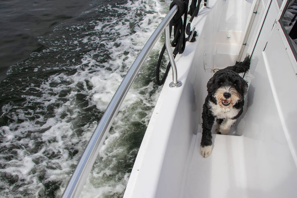 Portekiz su köpeği bir tekne - Fotoğraf, Görsel