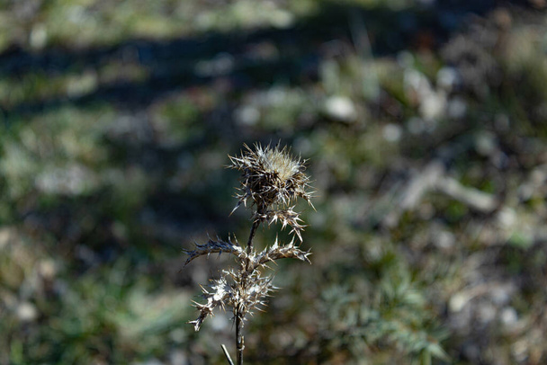 Thistle plant located in the Sierra de La Cabrera, Madrid. - Foto, afbeelding