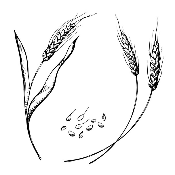 vektori käsin piirretty vehnä korvat luonnos doodle. Vehnäkorvia, kuivattuja kokonaisia jyviä. Viljasato, maatalous, luomuviljely, terveellisten elintarvikkeiden symboli. Leipomon suunnitteluelementti - Vektori, kuva