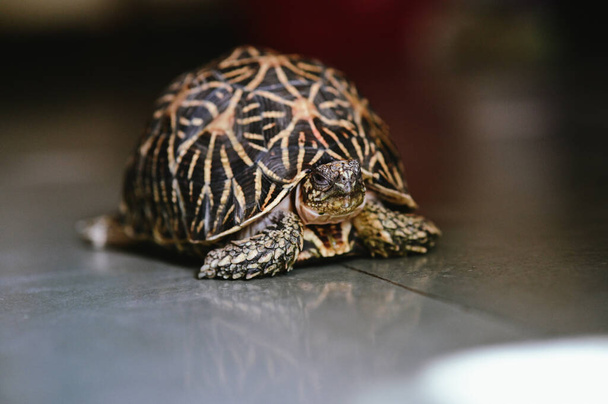 Lovely portrait of the Brown turtle. Close up of reptile face. Turtle lifestyle. Domestic turtle. - Foto, Bild