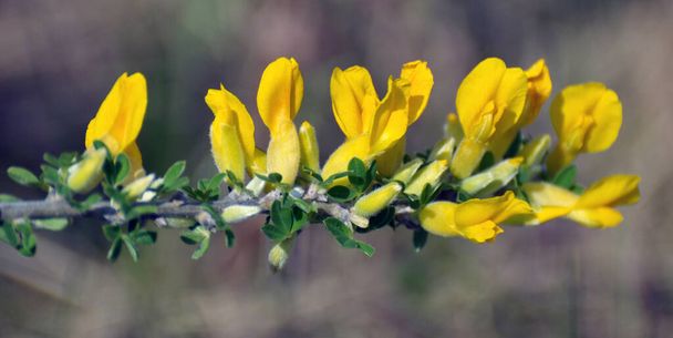 Chamaecytisus ruthenicus blooms in the wild in spring - Fotó, kép