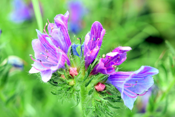 fialová polní květina přitahující včely se svou vůní - Fotografie, Obrázek