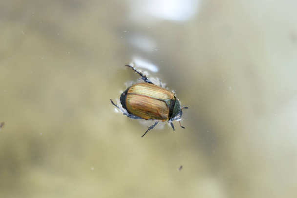 Carapace jaune sur un scarabée nageant sur l'eau - Photo, image