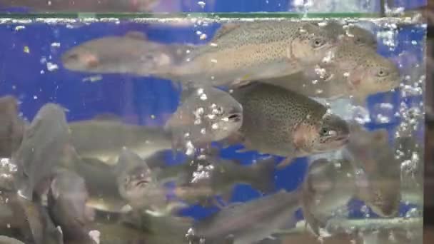 Live fish trout and carp swim in aquarium in supermarket or restaurant. Public catering breeding of fish trade. Live fish in big shop. Aquarium for buyers. - Séquence, vidéo
