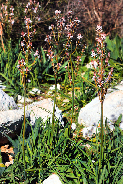 Onionweed, or Asphodelus fistulosus flowers on a rocky mountain slope, Turkey - Photo, image