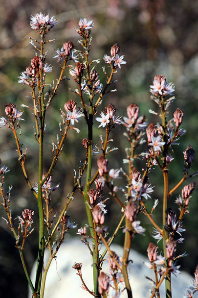 Onionweed, or Asphodelus fistulosus flowers on a rocky mountain slope, Turkey - Photo, Image