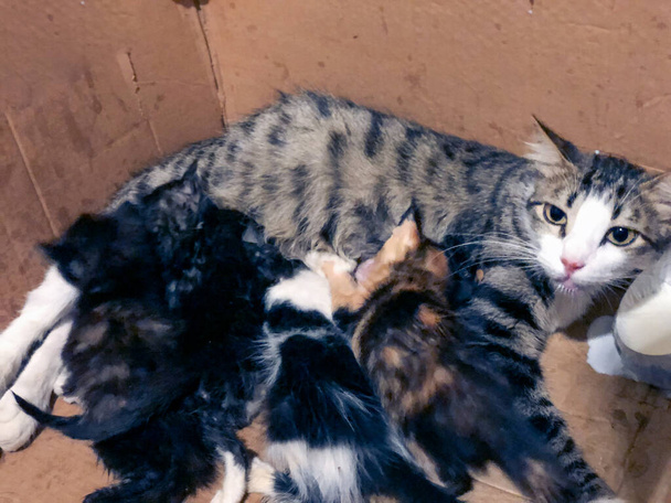 Δείτε την γαλήνια ομορφιά της μητρότητας με μια μητέρα γάτα να θηλάζει τα πολύτιμα μωρά της, μια συγκινητική και οικεία στιγμή μητρικής αγάπης και φροντίδας - Φωτογραφία, εικόνα
