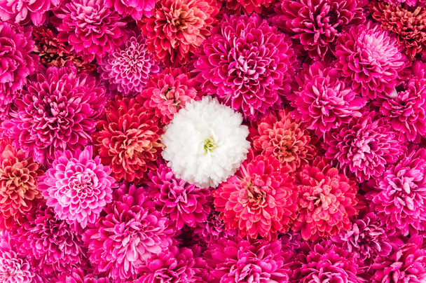 Krizantém virág Polárszűrő - Fotó, kép