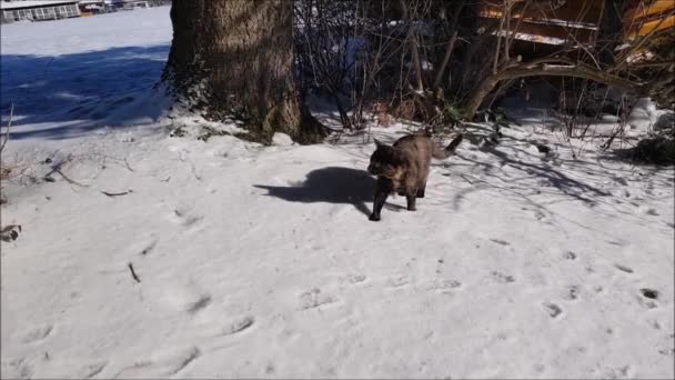 Βίντεο μιας νεαρής τρίχρωμης γάτας που τρέχει μέσα στο χιόνι - Πλάνα, βίντεο