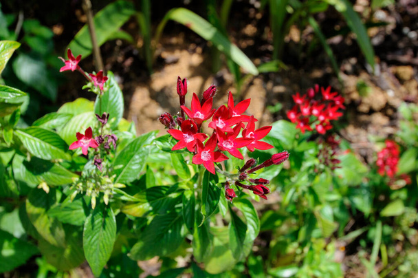 beautiful red Pentas flowers blooming - Photo, image