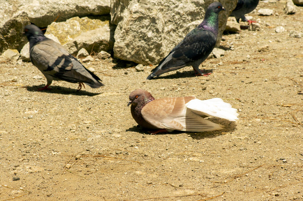 Rock Pigeons on the ground looking for the food - Photo, Image