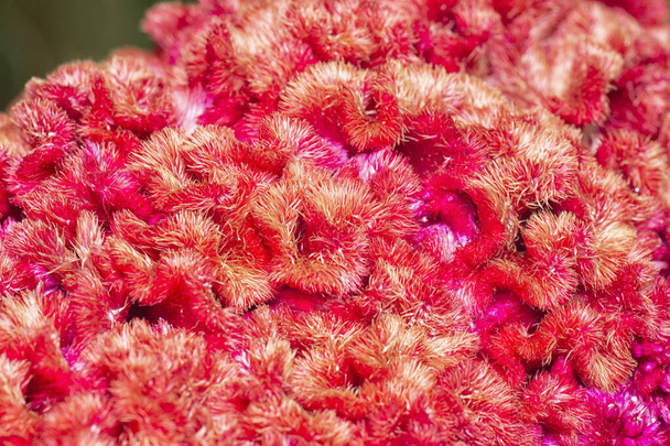 close up shot of the red plumed silver cock's comb flower.  - Photo, Image