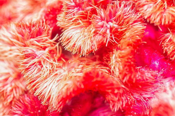 close up shot of the red plumed silver cock's comb flower.  - Zdjęcie, obraz