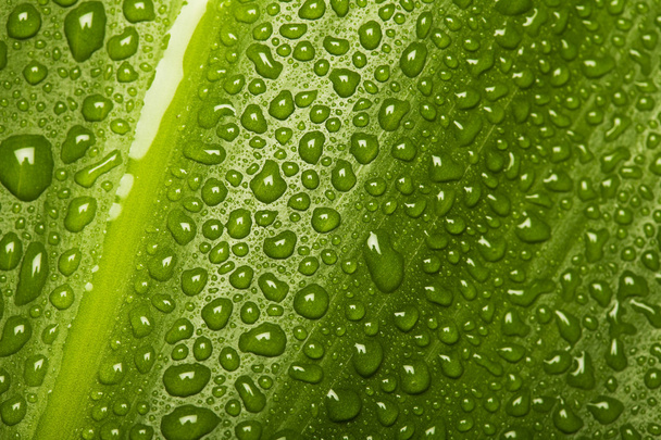 Waterdrops on leaf texture - Photo, image