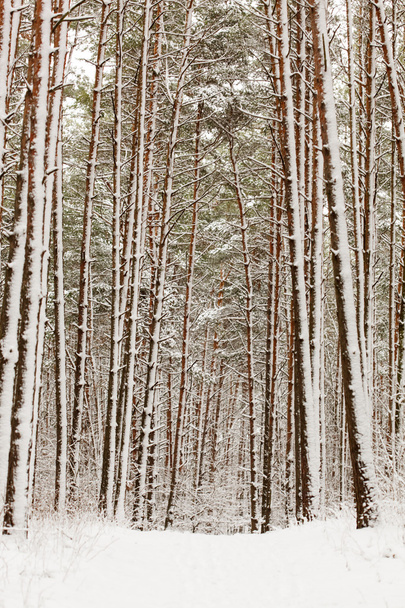 Winter forest background - Fotoğraf, Görsel