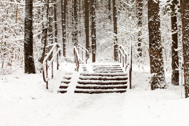 Winter forest background - Foto, Imagem