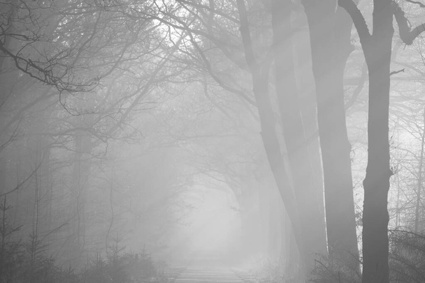 Dwingelderveld, Netherlands - February 15, 2023: bike path in fog in Dwingelderveld, Netherlands - Фото, изображение