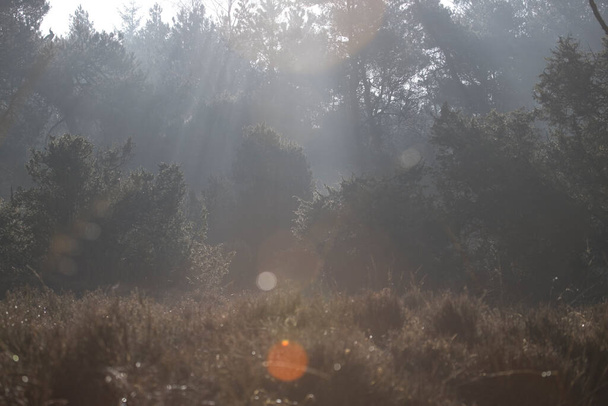 Кусты можжевельника в тумане в Двингельдервелде, Нидерланды - Фото, изображение