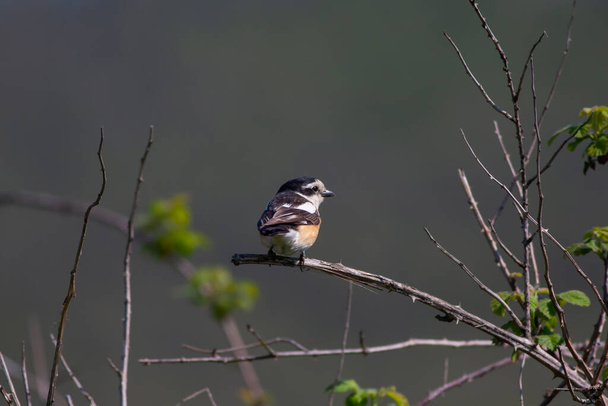 bird looking around  in woodland, Masked Shrike, Lanius nubicus - Photo, Image