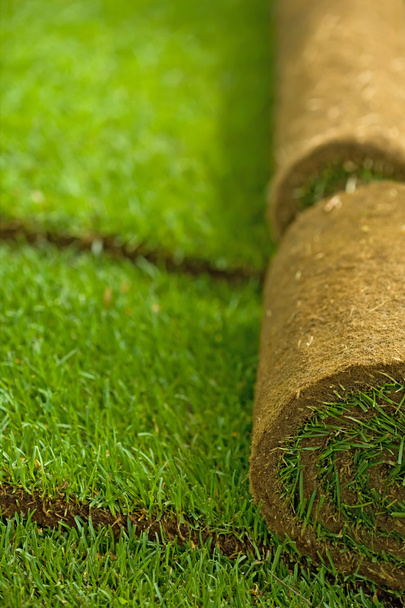 Turf grass rolls - Photo, Image