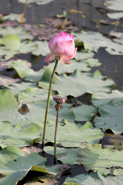ροζ lotus λουλούδια. - Φωτογραφία, εικόνα