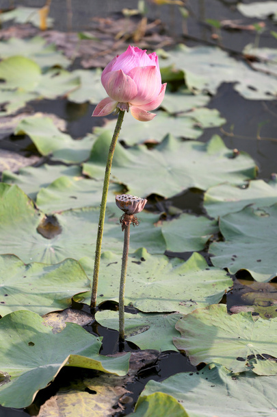 pembe lotus çiçekleri. - Fotoğraf, Görsel