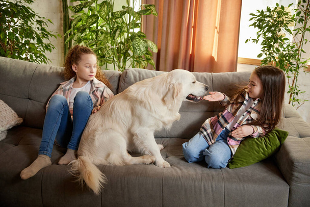 Beautiful dog, sand color American retriver lying on sofa with two kids, little girls in casual style clothes. Concept of happiness, family, animal and vet. Children and dog spending time together - Zdjęcie, obraz