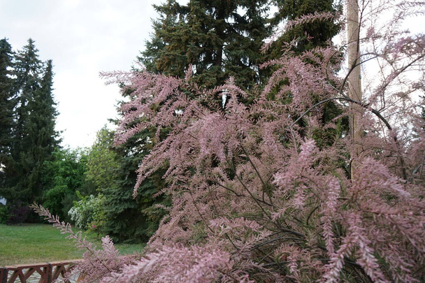 Tamarix parviflora blooms pink in the garden in May. Tamarix parviflora is a species of tamarisk known by the common name smallflower tamarisk. Berlin, Germany  - Foto, Imagen