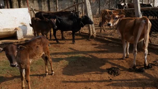 Широкий обзор коричневых и черных коров, укрытых в коровнике или гошала в дневное время в сельской деревне в Индии - Кадры, видео