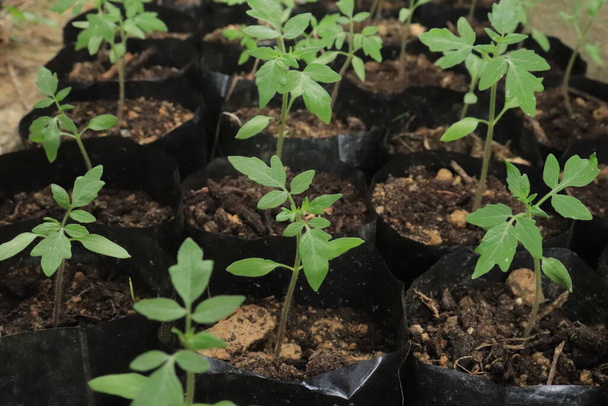 Kleine Tomatenpflanzen wachsen auf dem Polybeutel. Gemüseernte im Herbst auf Biohof. - Foto, Bild
