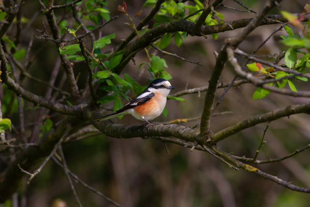 πουλί ψάχνει γύρω στο δάσος, Μασκοφόρος Shrike, Lanius nubicus - Φωτογραφία, εικόνα