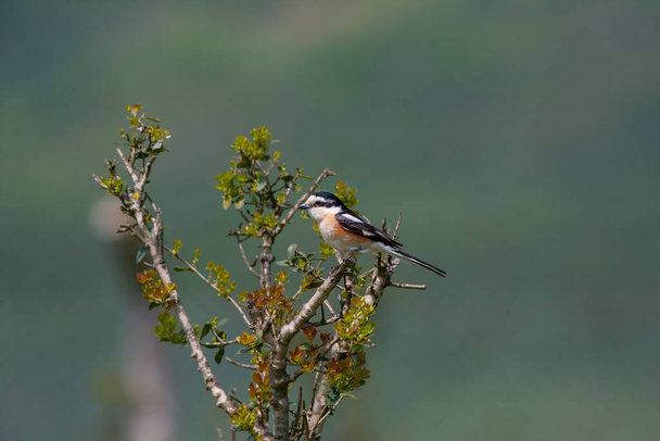πουλί ψάχνει γύρω στο δάσος, Μασκοφόρος Shrike, Lanius nubicus - Φωτογραφία, εικόνα