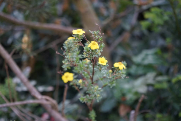 Potentilla fruticosa keltaisilla kukilla puutarhassa toukokuussa. Potentilla on ruohokasvi kukinnan ruusukaali perhe. Berliini, Saksa  - Valokuva, kuva