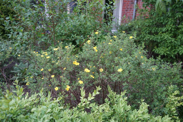 Potentilla fruticosa with yellow flowers in the garden in May. Potentilla is a herbaceous flowering plant from the rosaceae family. Berlin, Germany  - Fotó, kép